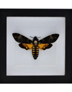 Acherontia atropos (doodshoofdvlinder) in luxe 3D lijst 17 x 17cm