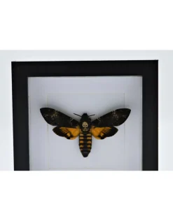 Acherontia atropos (doodshoofdvlinder) in luxe 3D lijst 17 x 17cm