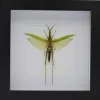 Acrida Cinerea (sprinkhaan) in luxe 3D lijst 17 x 17cm