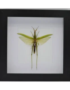 Acrida Cinerea (sprinkhaan) in luxe 3D lijst 17 x 17cm