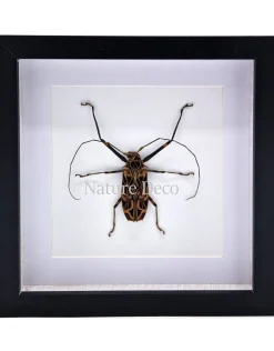 Acrocinus Longimanus (Harlekijnboktor) in luxe 3D lijst 22 x 22cm