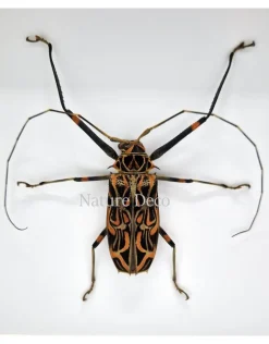 Acrocinus Longimanus (Harlekijnboktor) in luxe 3D lijst 22 x 22cm