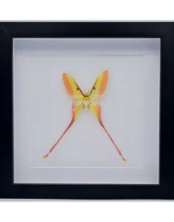 Actias Dubernardi man in luxe 3D lijst 22 x 22cm