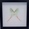 Actias Dubernardi vrouw in luxe 3D lijst 22 x 22cm