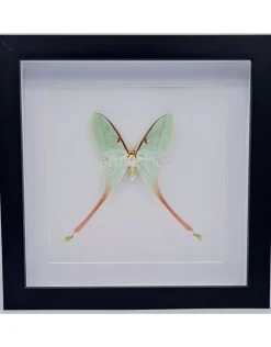 Actias Dubernardi vrouw in luxe 3D lijst 22 x 22cm
