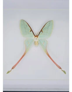 Actias Dubernardi vrouw in luxe 3D lijst 22 x 22cm