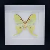 Actias Luna in luxe 3D lijst 17 x 17cm