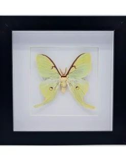 Actias Luna in luxe 3D lijst 17 x 17cm