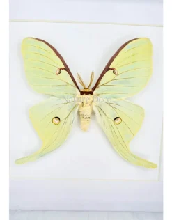 Actias Luna in luxe 3D lijst 17 x 17cm