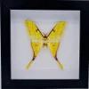 Actias Sinensis man in luxe 3D lijst 17 x 17cm