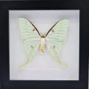 Actias Sinensis vrouw in luxe 3D lijst 17 x 17cm