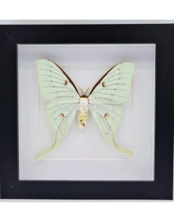 Actias Sinensis vrouw in luxe 3D lijst 17 x 17cm