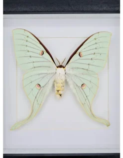 Actias Sinensis vrouw in luxe 3D lijst 17 x 17cm