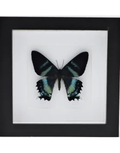 Alcides Oronotes in luxe 3D lijst 17 x 17cm
