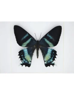 Alcides Oronotes in luxe 3D lijst 17 x 17cm