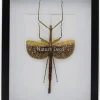 Anchiale Maculata (wandelende tak) in luxe 3D lijst 32 x 23,5cm