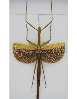 Anchiale Maculata (wandelende tak) in luxe 3D lijst 32 x 23,5cm