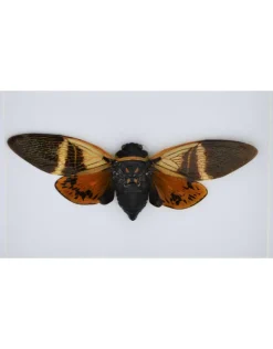 Angamiana Floridula (cicade) in luxe 3D lijst 20,3 x 15,3cm