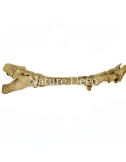 Antieke koe poot assemblage 53 cm