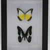 Appias Lyncida en Graphium Doson in luxe 3D lijst 20,3 x 15,3cm