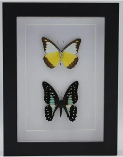Appias Lyncida en Graphium Doson in luxe 3D lijst 20,3 x 15,3cm