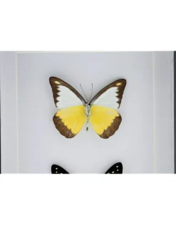 Appias Lyncida en Graphium Doson in luxe 3D lijst 20,3 x 15,3cm