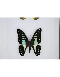 Appias Lyncida en Graphium Doson in luxe 3D lijst 20,3 x 15,3cm