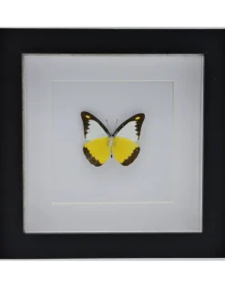 Appias Lyncida in luxe 3D lijst 17 x 17cm