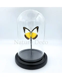 Appias Lyncida in stolp 11 x 16 cm