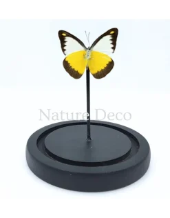 Appias Lyncida in stolp 11 x 16 cm