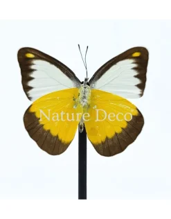 Appias Lyncida in stolp 11 x 16 cm