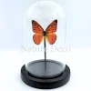 Appias Nero in stolp 11 x 16 cm