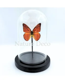 Appias Nero in stolp 11 x 16 cm