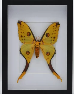 Argema Mittrei in luxe 3D lijst 32 x 23,5cm (vrouw)