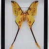 Argema Mittrei in luxe 3D lijst 32 x 23,5cm (man)