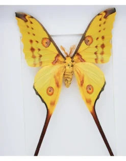 Argema Mittrei in luxe 3D lijst 32 x 23,5cm (man)