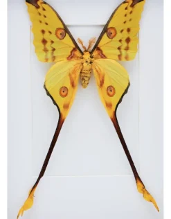 Argema Mittrei in luxe 3D lijst 32 x 23,5cm (man)