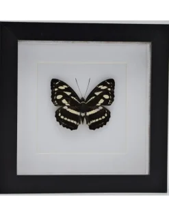 Athyma Nefte Subrata in luxe 3D lijst 17 x 17cm