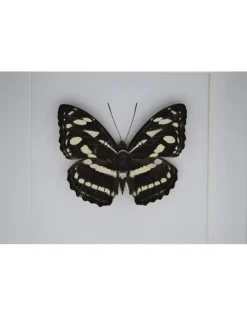 Athyma Nefte Subrata in luxe 3D lijst 17 x 17cm