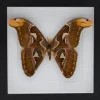 Attacus Atlas in luxe 3D lijst 22 x 22cm