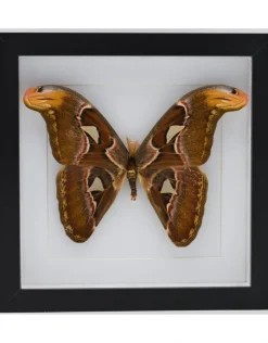 Attacus Atlas in luxe 3D lijst 22 x 22cm