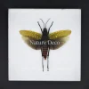 Aularches Punctatus (sprinkhaan) in luxe 3D lijst 17 x 17cm