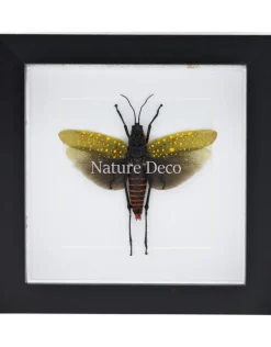 Aularches Punctatus (sprinkhaan) in luxe 3D lijst 17 x 17cm