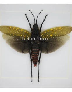 Aularches Punctatus (sprinkhaan) in luxe 3D lijst 17 x 17cm