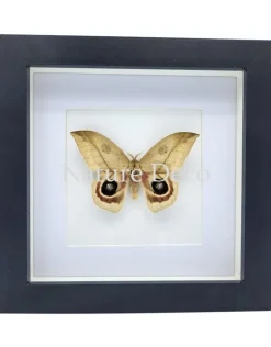 Automeris Dagmarae in luxe 3D lijst 17 x 17 cm