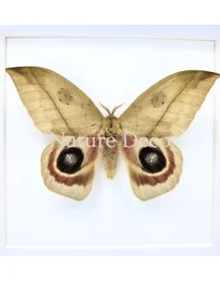 Automeris Dagmarae in luxe 3D lijst 17 x 17 cm