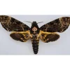 B keus Ongeprepareerde Acherontia Lachesis (Doodshoofdvlinder)
