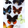 B keus ongeprepareerde vlinders luxe mix 10st