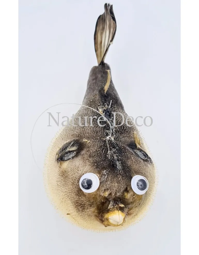 Ballon vis (puffer fish)