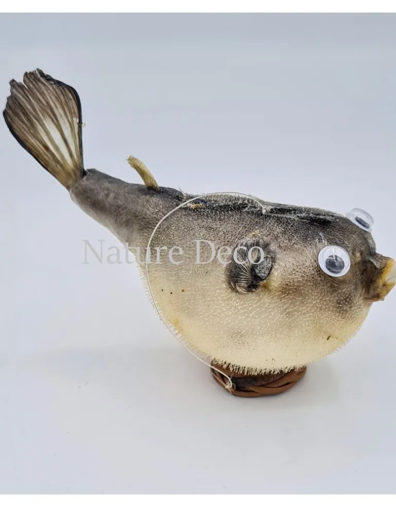 Ballon vis (puffer fish)